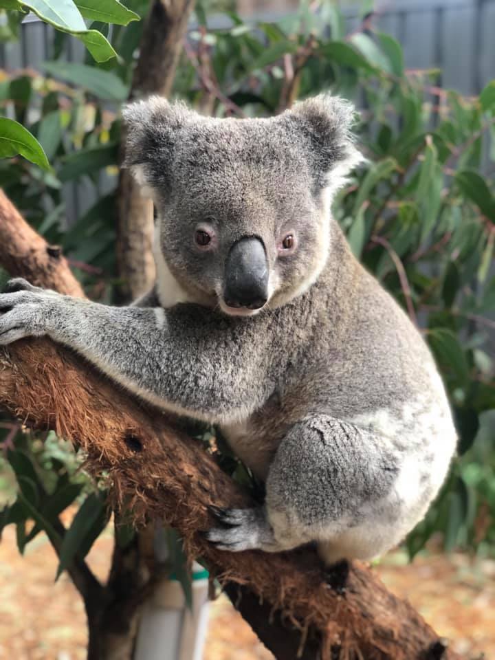 Adopt Howie the Koala at the Port Stephens Koala Hospital