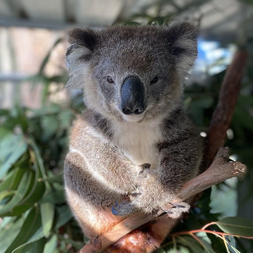Latty the Koala - Port Stephens Koala Hospital