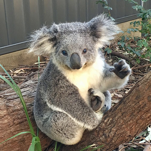 Maree the Koala - Port Stephens Koala Hospital