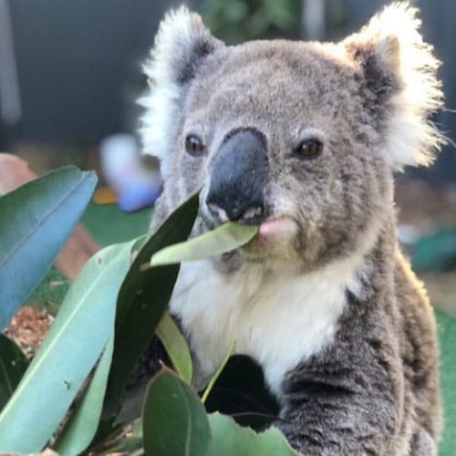 Adopt Lee the Koala at the Port Stephens Koala Hospital