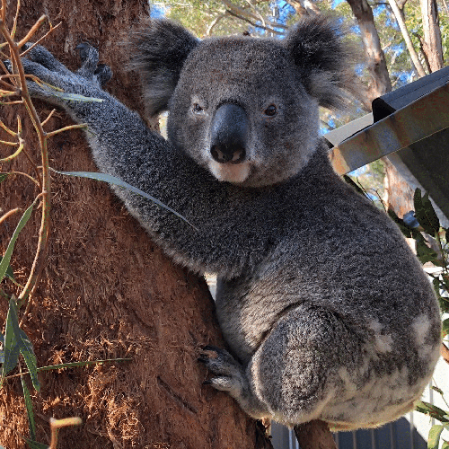 Adopt Matt the Koala at the Port Stephens Koala Hospital