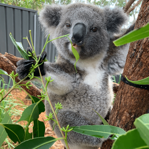 You can adopt Blinky the Koala to help care for him at the Port Stephens Koala Hospital.
