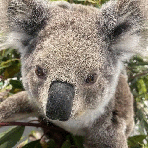 Good news the PSKH have treated Martha the koala and she has now been released back into her natural habitat