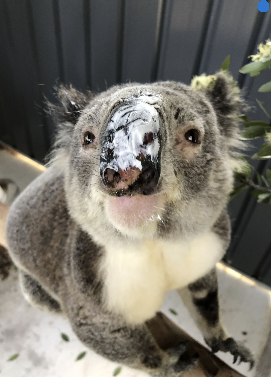 Jacko - Image 2