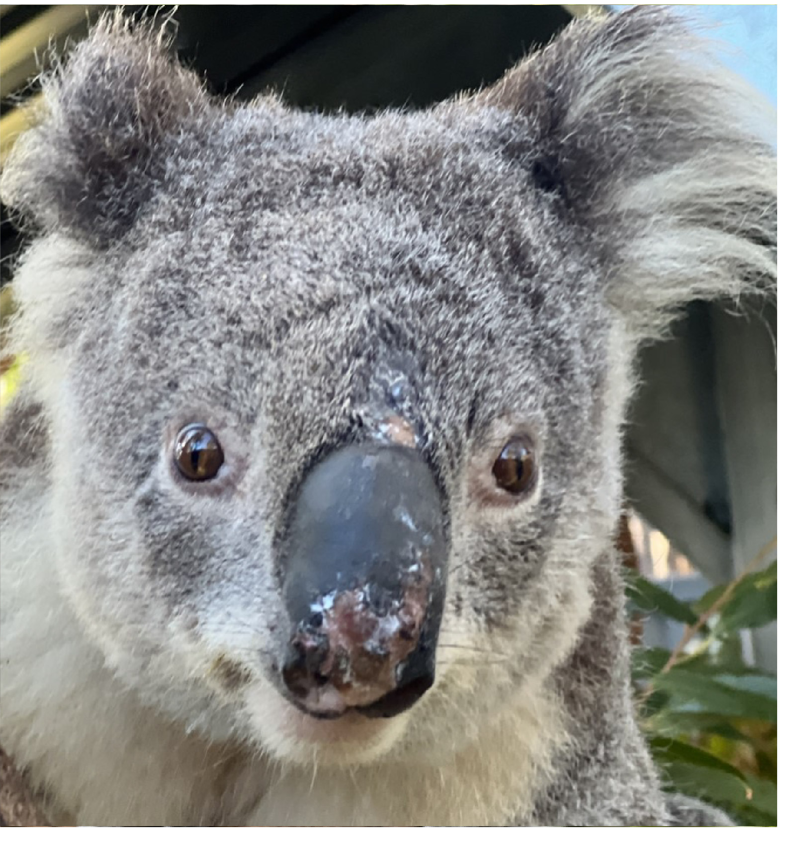 Jacko - Image 3
