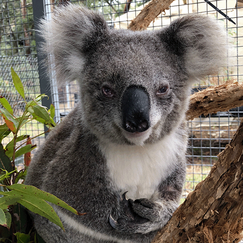 Veronica is an 8 year old female koala who is been cared for at the Port Stephens Koala Hospital.