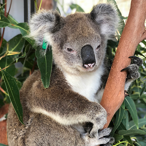 Harriet is a 15 year old koala. Due to her age, she is a permanent resident at the Port Stephens Koala Hospital.