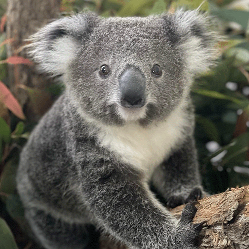 Ronny is a rescue koala found orphaned in Salamander Bay. The carers at PSKH are so loving that I feel very safe in their care.