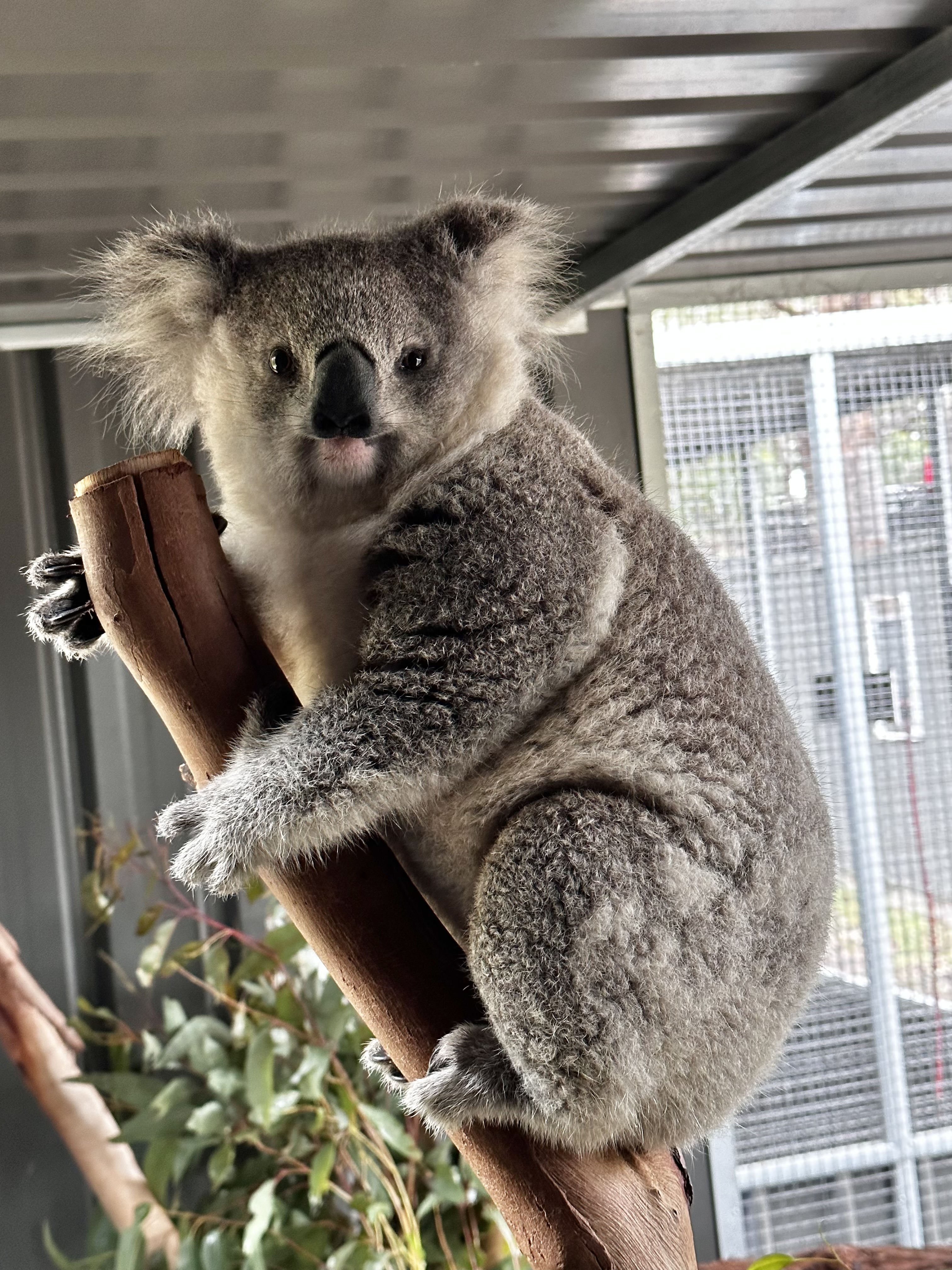 Gill - Image 2