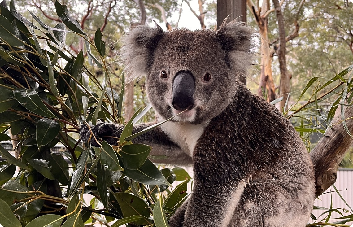 Jackie Chan the koala