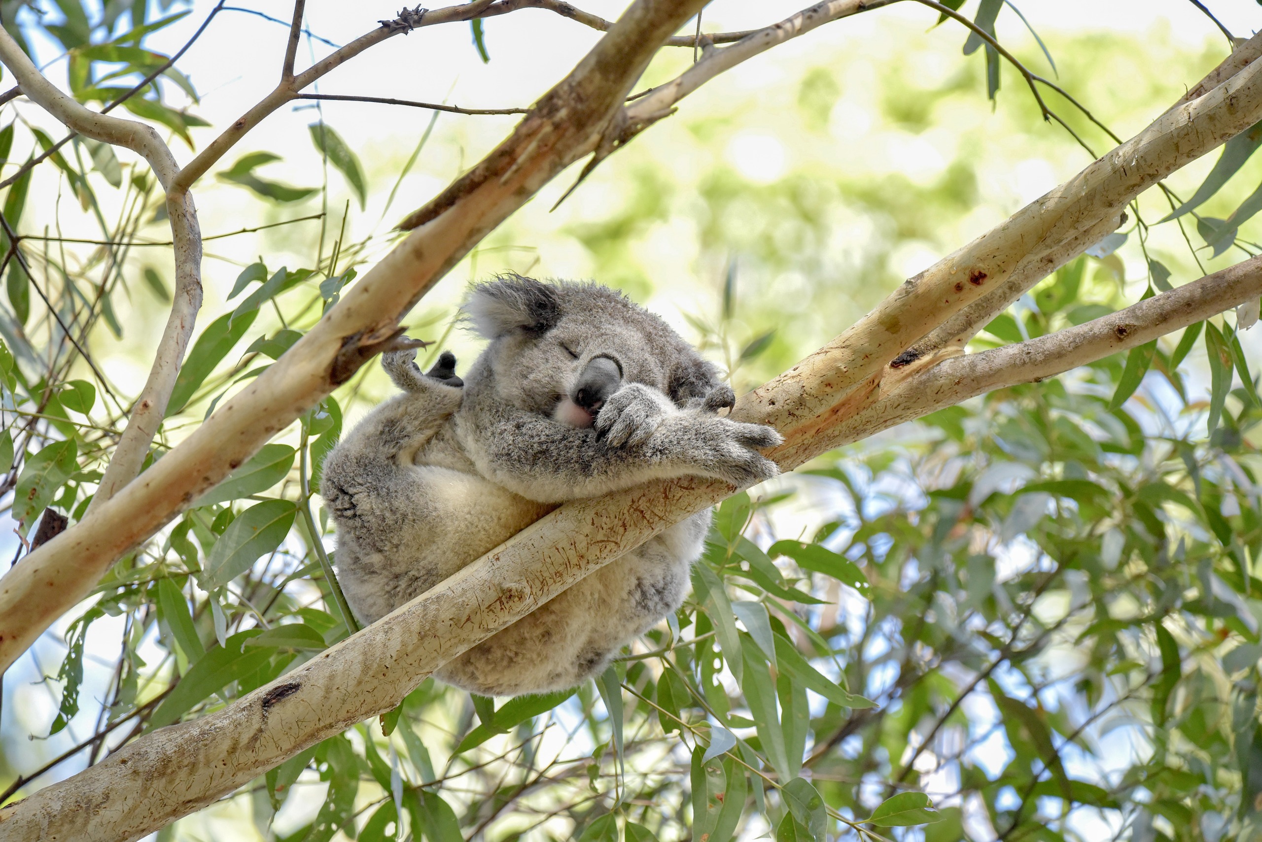 Basil the koala