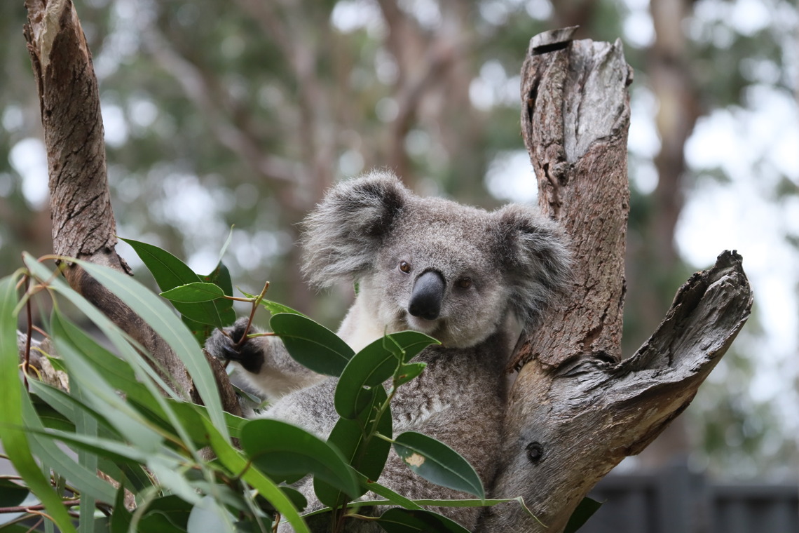 Ainslie the koala