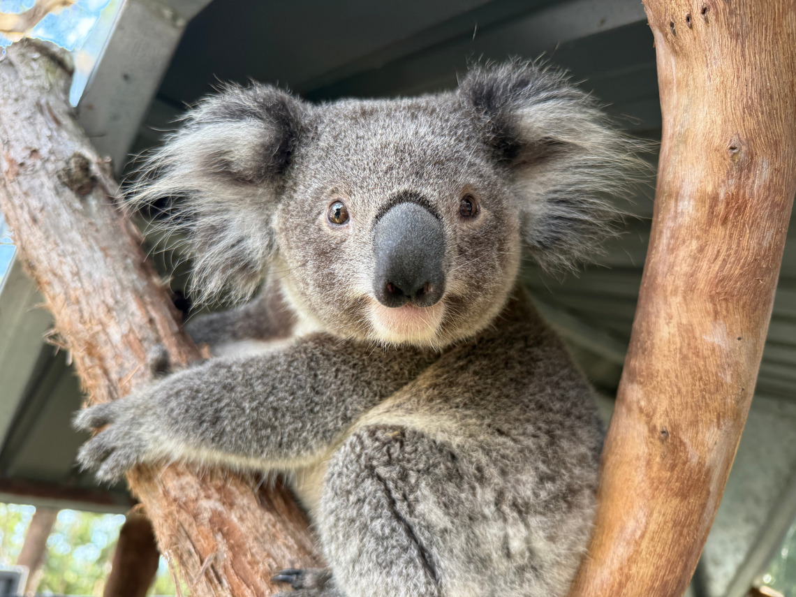 Reggie the koala